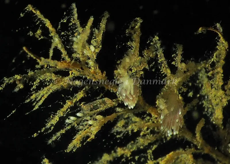 Cuthonella concinna - Lyngsbo Strand - Foto: Jens Egon Jørgensen