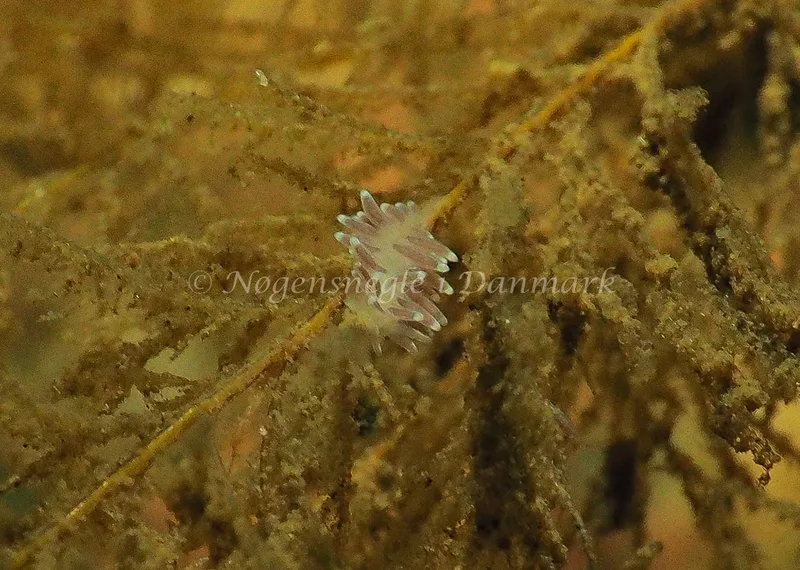 Cuthonella concinna - Lyngsbo Strand - Foto: Jens Egon Jørgensen