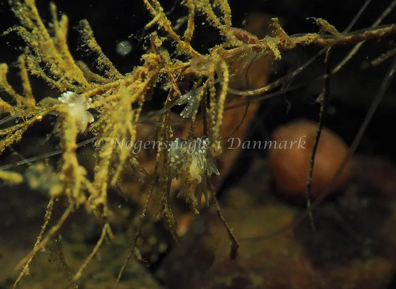 Cuthonella concinna - Lyngsbo Strand - Foto: Jens Egon Jørgensen