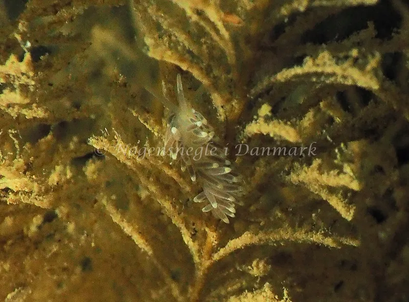 Cuthonella concinna - Lyngsbo Strand - Foto: Jens Egon Jørgensen