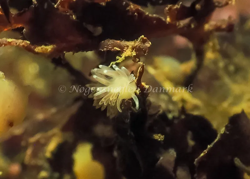 Cuthonella concinna - Lyngsbo Strand - Foto: Jens Egon Jørgensen