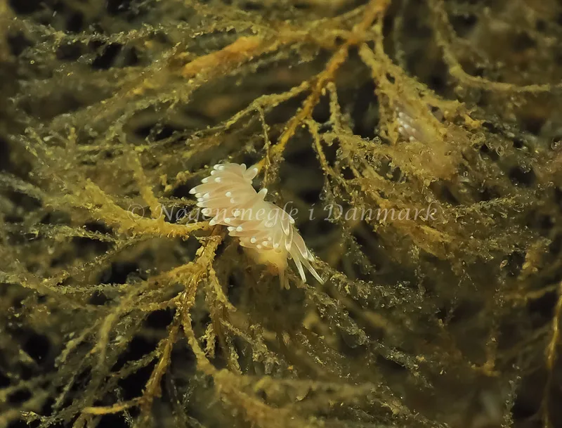 Cuthonella concinna - Lyngsbo Strand - Foto: Jens Egon Jørgensen