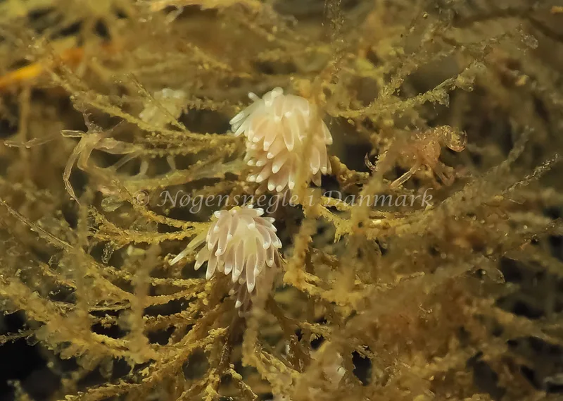 Cuthonella concinna - Lyngsbo Strand - Foto: Jens Egon Jørgensen