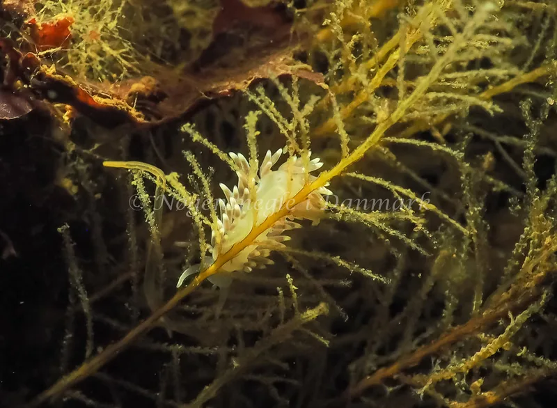Cuthonella concinna - Lyngsbo Strand - Foto: Jens Egon Jørgensen