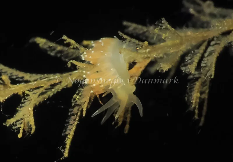 Coryphella verrucosa rufibranchialis - Lyngsbo Strand - Foto: Jens Egon Jørgensen