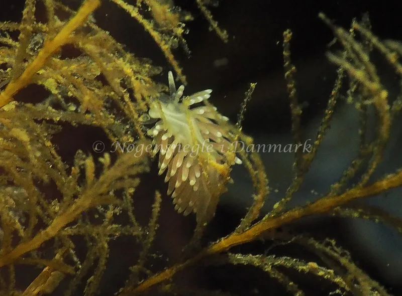 Cuthonella concinna - Lyngsbo Strand - Foto: Jens Egon Jørgensen