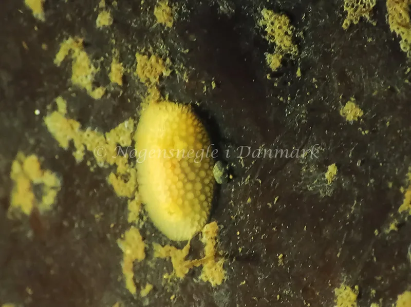 Onchidoris muricata - Lyngsbo Strand - Foto: Jens Egon Jørgensen