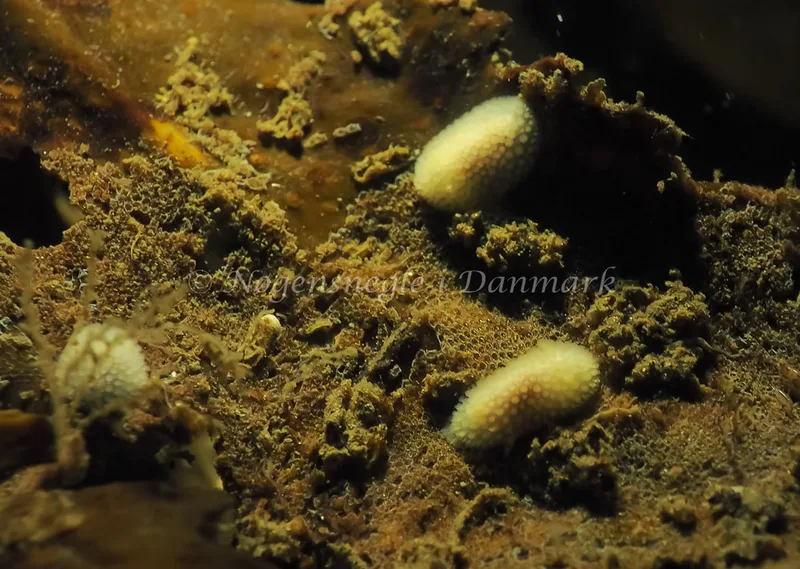 Onchidoris muricata - Lyngsbo Strand - Foto: Jens Egon Jørgensen