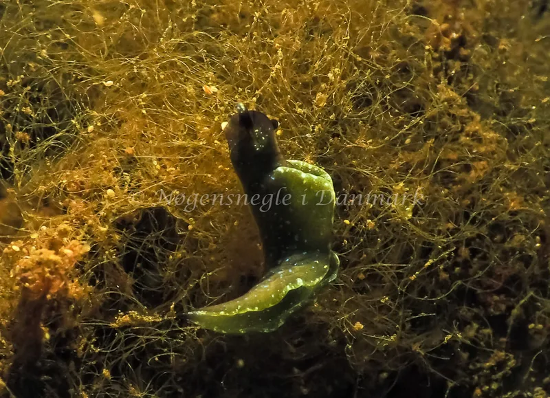 Elysia viridis (Saccoglossa) - Kollund Lillestrand - Foto: Jens Egon Jørgensen