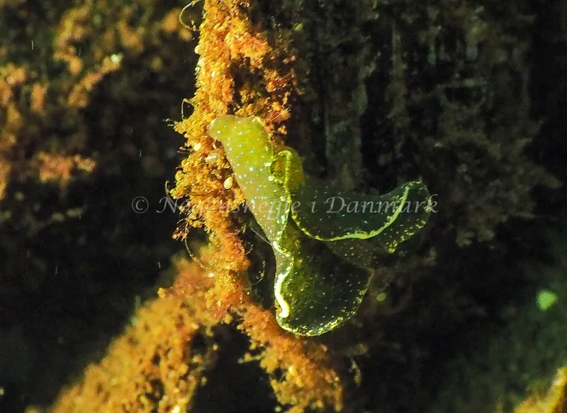 Elysia viridis (Saccoglossa) - Kollund Lillestrand - Foto: Jens Egon Jørgensen
