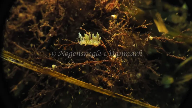Eubranchus rupium - Kollund Lillestrand - Foto: Jens Egon Jørgensen