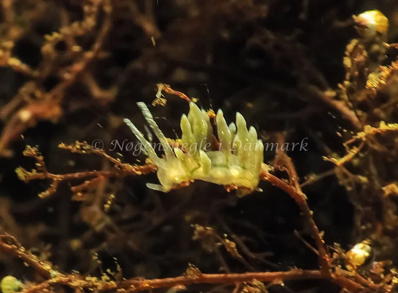 Eubranchus rupium - Kollund Lillestrand - Foto: Jens Egon Jørgensen