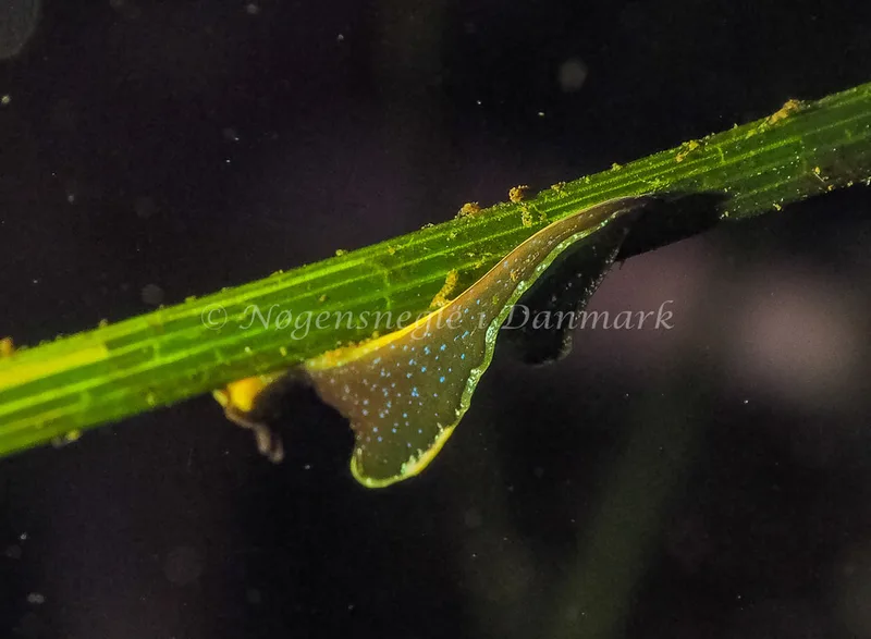 Elysia viridis - Kollund Lillestrand - Foto: Jens Egon Jørgensen