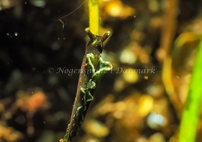 Elysia viridis - Kollund Lillestrand - Foto: Jens Egon Jørgensen
