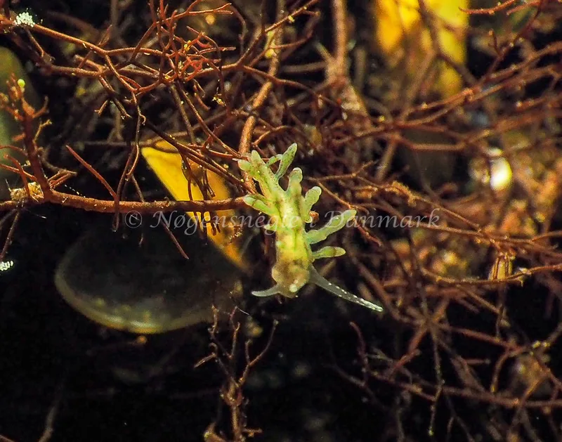 Eubranchus rupium - Kollund Lillestrand - Foto: Jens Egon Jørgensen