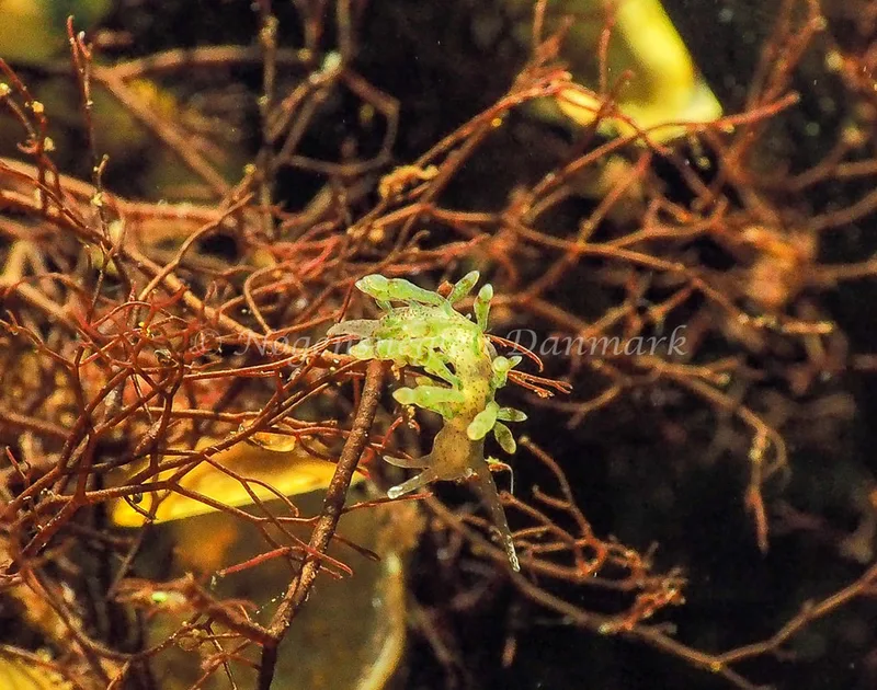 Eubranchus rupium - Kollund Lillestrand - Foto: Jens Egon Jørgensen