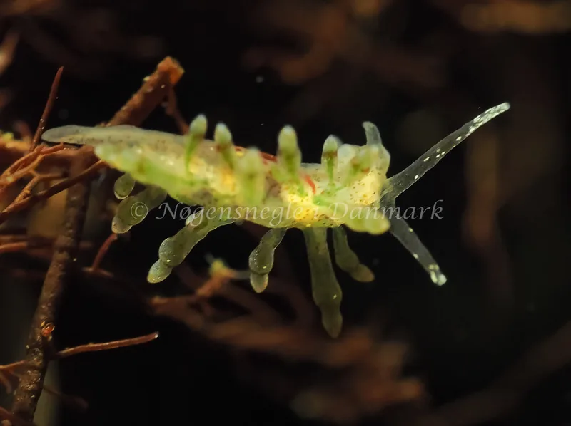 Eubranchus rupium - Kollund Lillestrand - Foto: Jens Egon Jørgensen