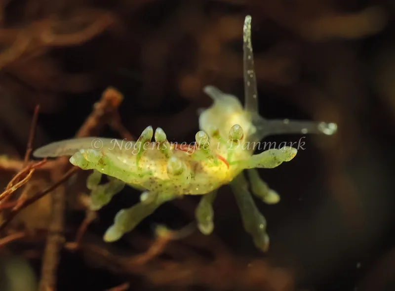 Eubranchus rupium - Kollund Lillestrand - Foto: Jens Egon Jørgensen