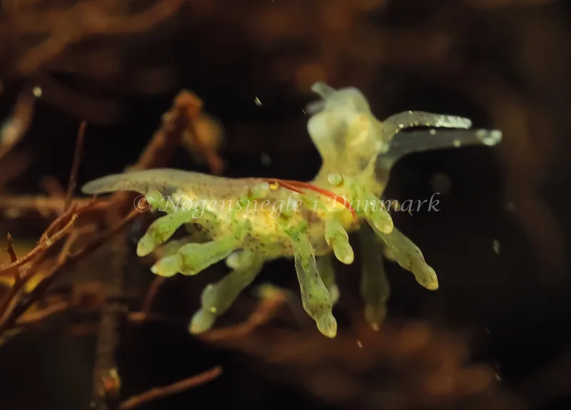 Eubranchus rupium - Kollund Lillestrand - Foto: Jens Egon Jørgensen