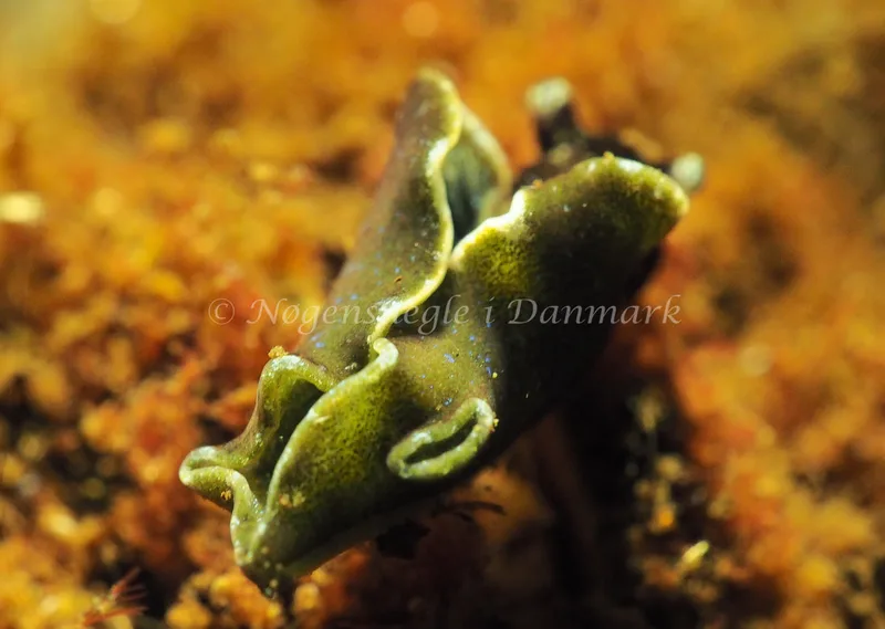 Elysia viridis - Kollund Lillestrand - Foto: Jens Egon Jørgensen