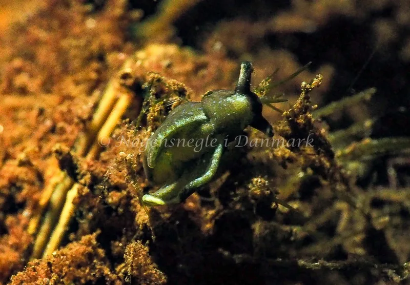 Elysia viridis (Saccoglossa) - Kollund Lillestrand - Foto: Jens Egon Jørgensen