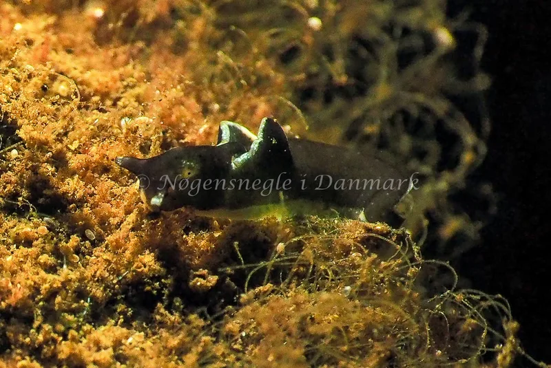 Elysia viridis (Saccoglossa) - Kollund Lillestrand - Foto: Jens Egon Jørgensen