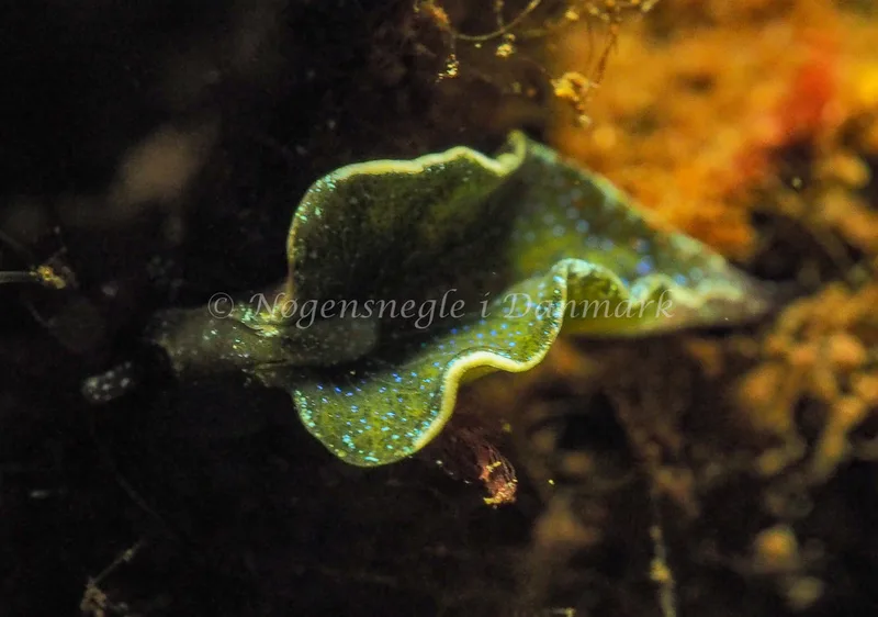 Elysia viridis (Saccoglossa) - Kollund Lillestrand - Foto: Jens Egon Jørgensen