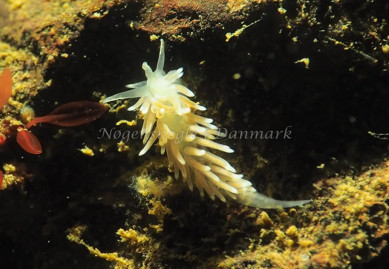 Coryphella verrucosa rufibranchialis - Ammoniakhavnen - Foto: Jens Egon Jørgensen