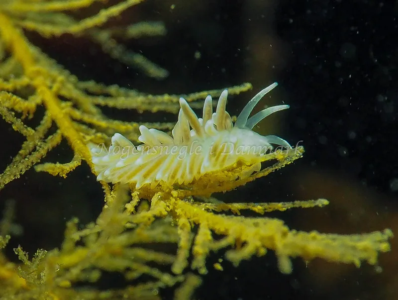 Coryphella verrucosa rufibranchialis - Ammoniakhavnen - Foto: Jens Egon Jørgensen