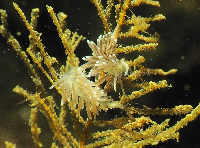 Cuthonella concinna - Ammoniakhavnen - Foto: Jens Egon Jørgensen