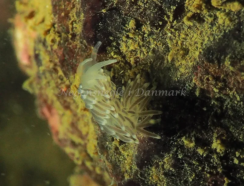 Cuthonella concinna - Lyngsbo Strand - Foto: Jens Egon Jørgensen
