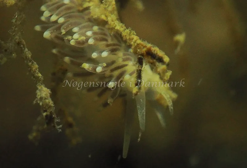 Cuthonella concinna - Lyngsbo Strand - Foto: Jens Egon Jørgensen