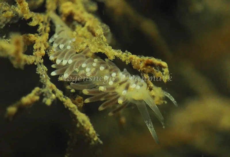 Cuthonella concinna - Lyngsbo Strand - Foto: Jens Egon Jørgensen