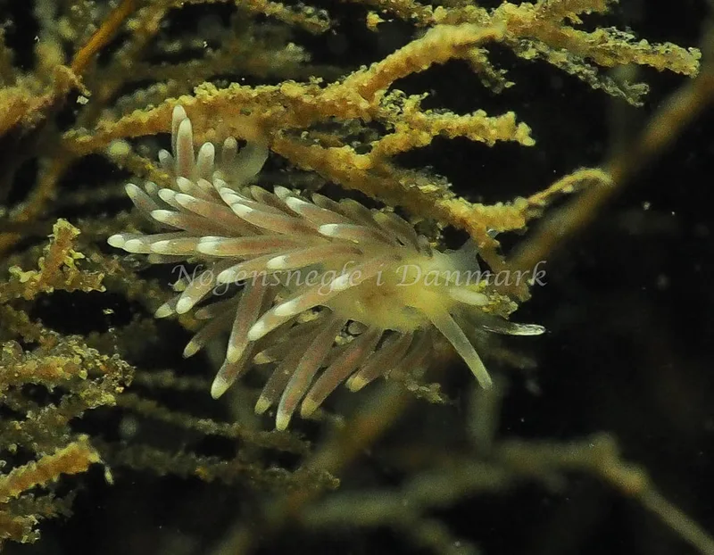 Cuthonella concinna - Lyngsbo Strand - Foto: Jens Egon Jørgensen