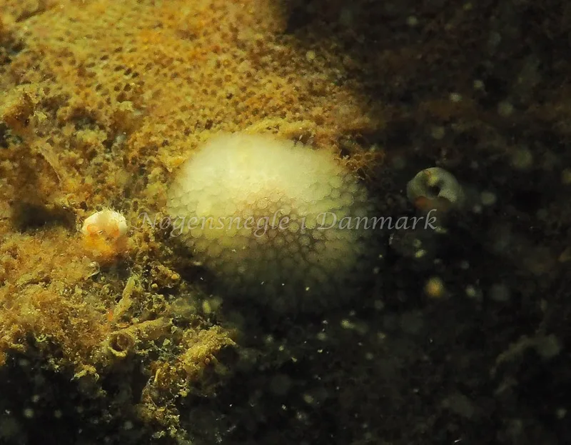 Onchidoris muricata - Lyngsbo Strand - Foto: Jens Egon Jørgensen
