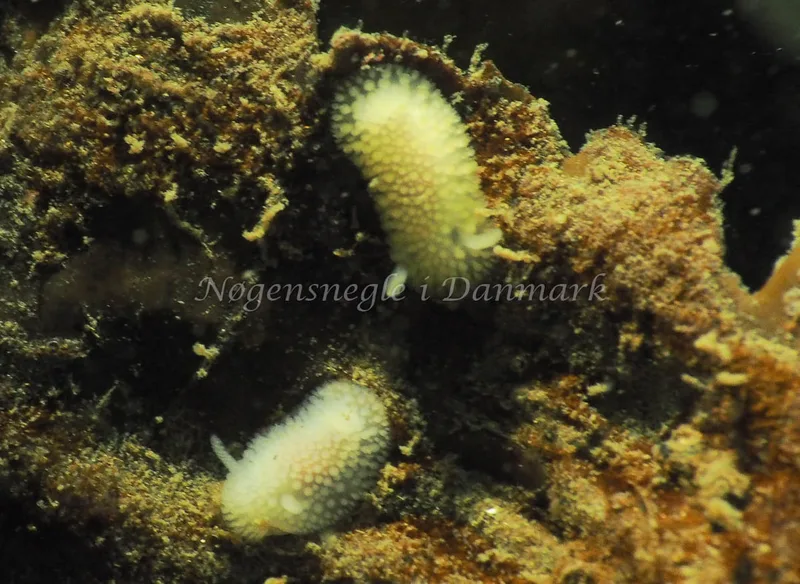 Onchidoris muricata - Lyngsbo Strand - Foto: Jens Egon Jørgensen