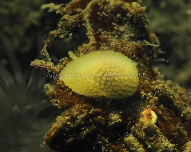 Onchidoris muricata - Lyngsbo Strand - Foto: Jens Egon Jørgensen