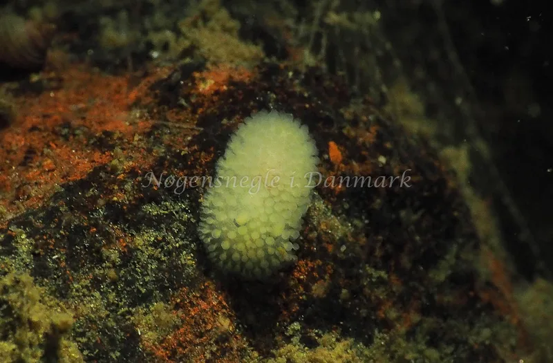 Onchidoris muricata​ - Lyngsbo Strand - Foto: Jens Egon Jørgensen