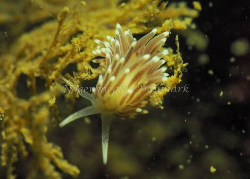 Cuthonella concinna - Lyngsbo Strand - Foto: Jens Egon Jørgensen