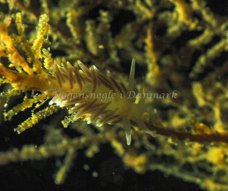 Cuthonella concinna - Lyngsbo Strand - Foto: Jens Egon Jørgensen
