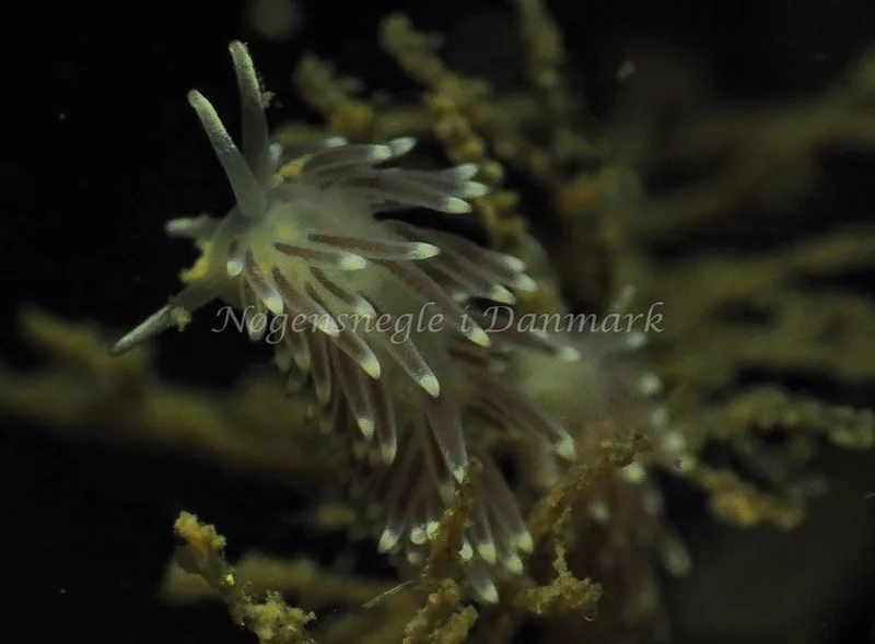 Cuthonella concinna - Lyngsbo Strand - Foto: Jens Egon Jørgensen
