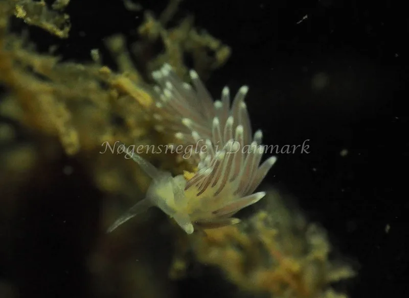 Cuthonella concinna - Lyngsbo Strand - Foto: Jens Egon Jørgensen