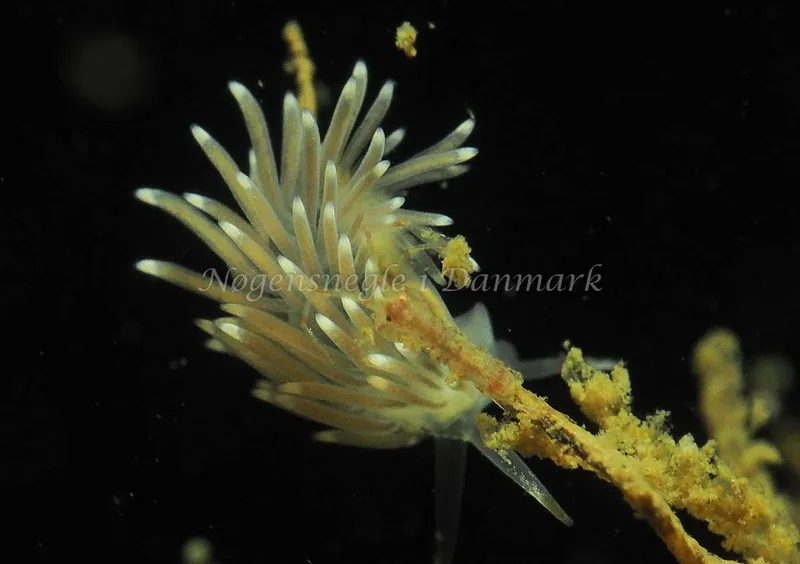 Cuthonella concinna - Lyngsbo Strand - Foto: Jens Egon Jørgensen