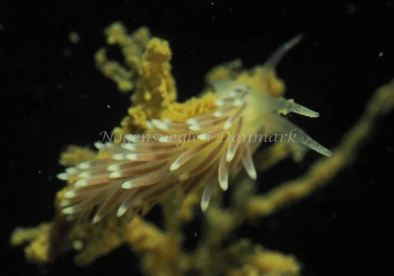 Cuthonella concinna - Lyngsbo Strand - Foto: Jens Egon Jørgensen
