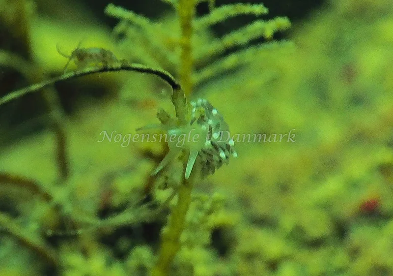 Cuthonella concinna - Lyngsbo Strand - Foto: Jens Egon Jørgensen