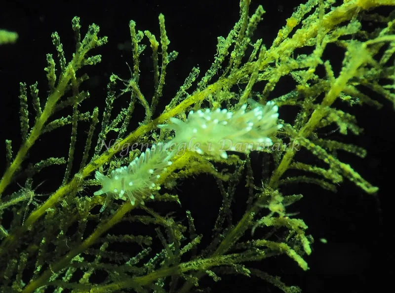 Cuthonella concinna - Lyngsbo Strand - Foto: Jens Egon Jørgensen