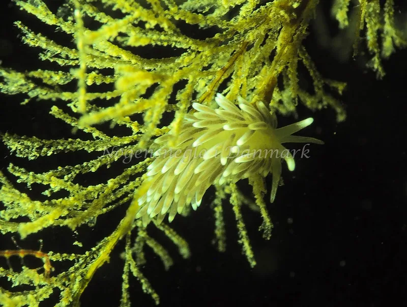 Cuthonella concinna - Lyngsbo Strand - Foto: Jens Egon Jørgensen