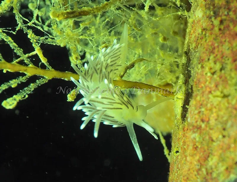 Cuthonella concinna - Lyngsbo Strand - Foto: Jens Egon Jørgensen