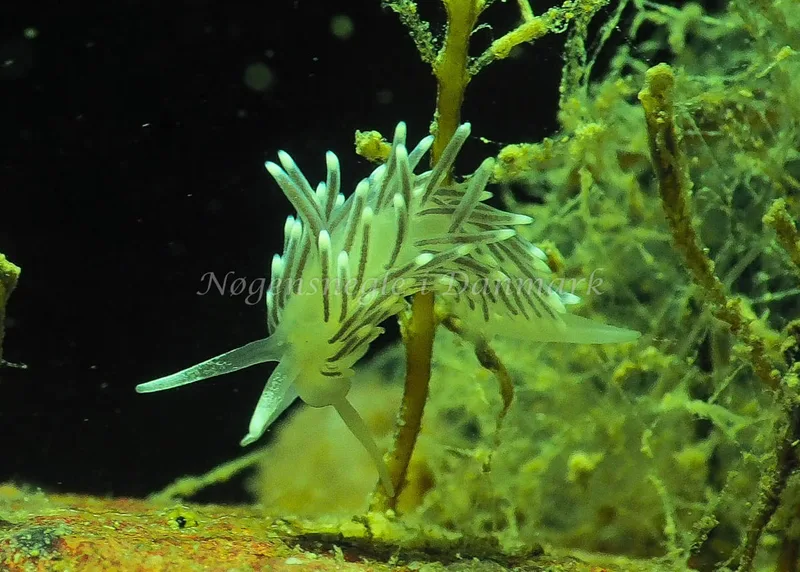 Cuthonella concinna - Lyngsbo Strand - Foto: Jens Egon Jørgensen