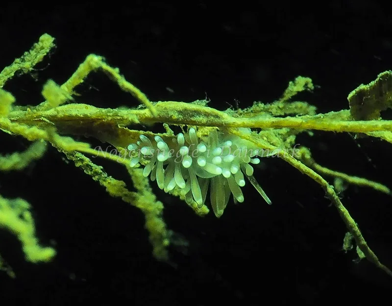 Cuthonella concinna - Lyngsbo Strand - Foto: Jens Egon Jørgensen